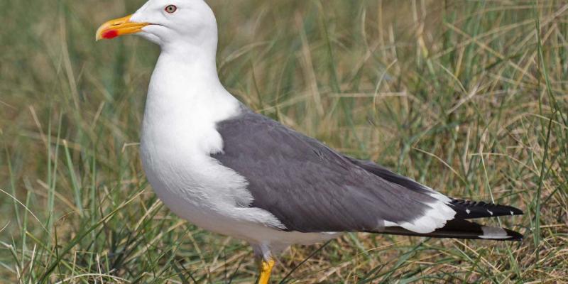 Las gaviotas dispersan malas hierbas que pueden ocasionar graves problemas ecológicos Las gaviotas dispersan malas hierbas a grandes distancias y entre distintos hábitats