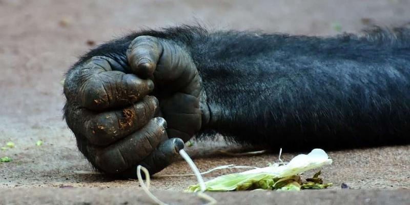 Maltrato animal a los chimpancés Mano de un chimpancé / UNED