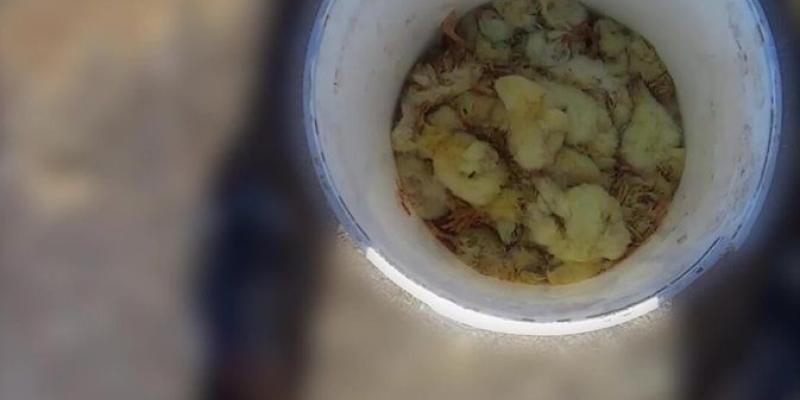 Macrogranjas que siguen cometiendo el maltrato animal Pollitos que han sufrido el maltrato animal