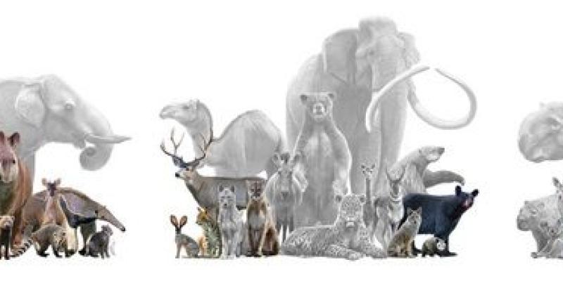 Mamíferos extintos en diferentes ecosistemas/ Universidad de Alcalá Redes alimentarias de los mamíferos