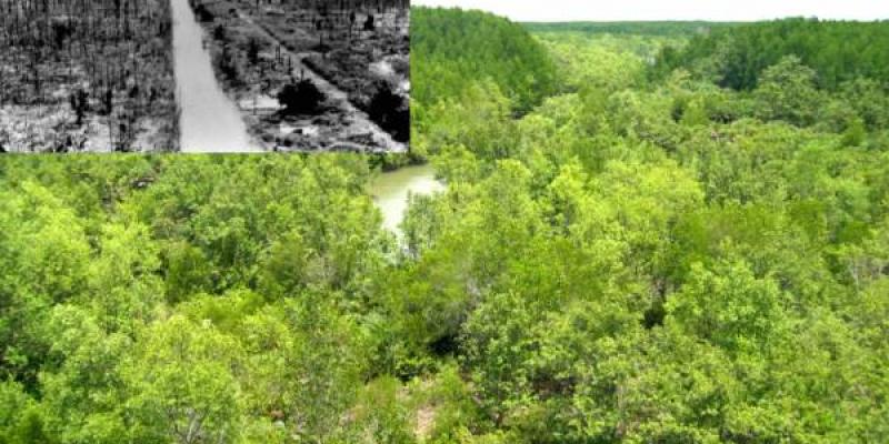Delta del Mekong durante la guerra de Vietnam y en el momento en que los investigadores realizaron el muestreo. Foto: Departamento de Estado de EEUU y Universidad de Hanoi. Comparación del Delta del Mekong después de la guerra y tras las medidas de restauración