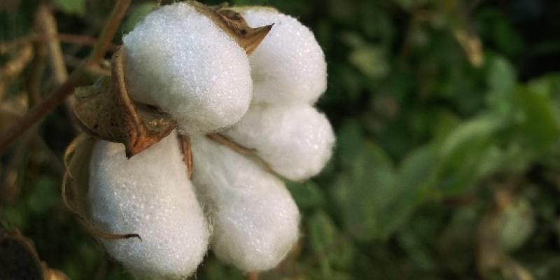 Mango y las prendas con algodón regenerativo Algodón regenerativo para las prendas de Mango
