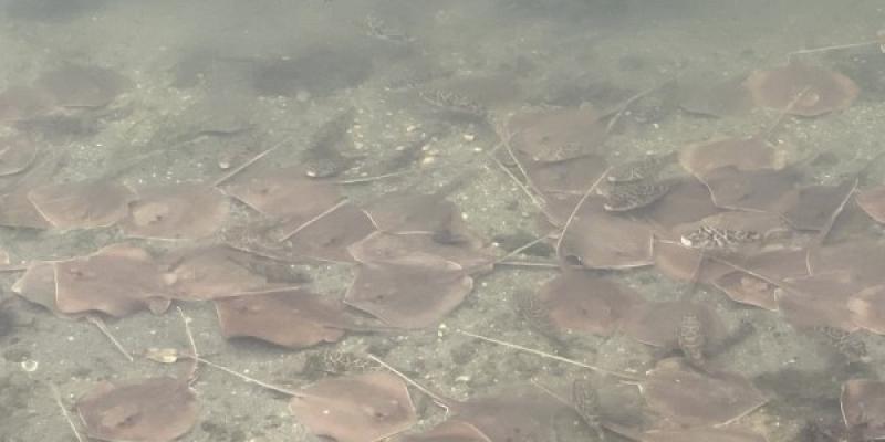Manta Rayas en busca de oxígeno. Foto: Twitter/Miami Waterkeeper Manta rayas de Miami