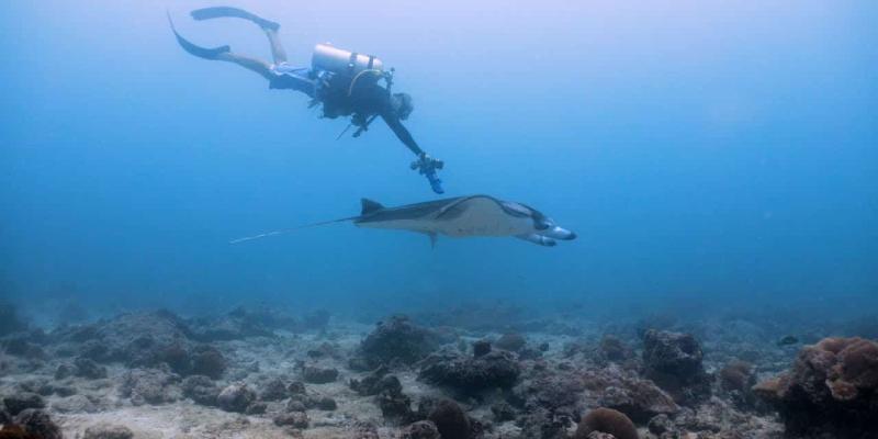 Imagen de un buceador con una mantarraya/Vista al Mar Obtienen las primeras ecografías de las mantarrayas de arrecife