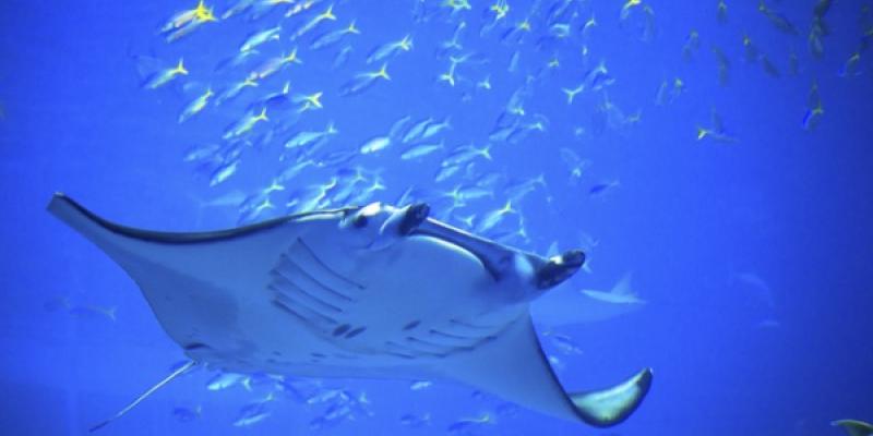Mantarrayas y su forma de vida Las mantarrayas
