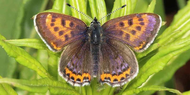 La "manto violeta" está amenazada