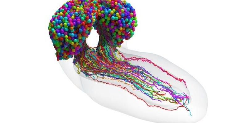 El mapa del cerebro del insecto estudiado