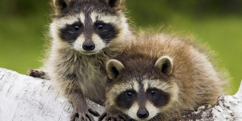 19 especies invasoras proliferan por la Comunidad de Madrid. mapaches