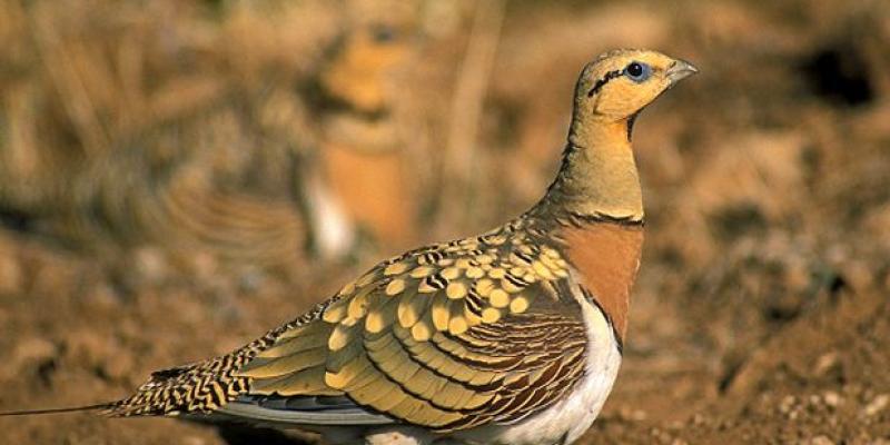 Aves Ganga Ibérica, una de las aves marcadas por la ONG