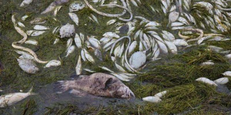 mareas rojas que dejan miles de peces muertos El peligro de las mareas rojas