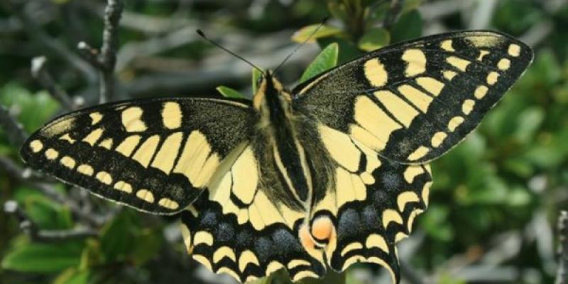 Mariposas españolas: especie cola de golondrina/ Andrew Bladon Mariposas españolas resistentes a los cambios de temperaturas