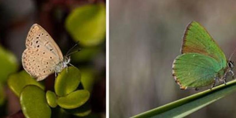 Mariposa 'Zizeeria knysna' en isla de Tenerife y mariposa ‘Callophrys rubi’ en la provincia de Teruel 