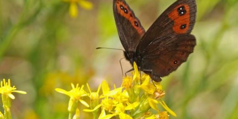 Mariposas de montaña