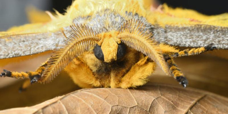 Imagen de una mariposa de polilla/envatoelements Llegan las mariposas de polilla