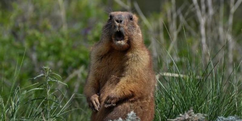La peste bubónica afecta a las marmotas
