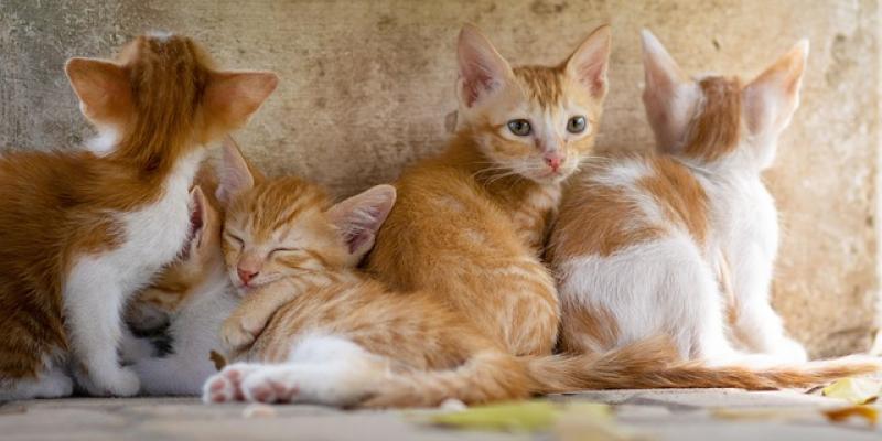 Gatitos