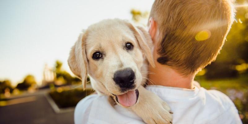 Las mascotas nos ayudan a disminuir el estrés y la ansiedad