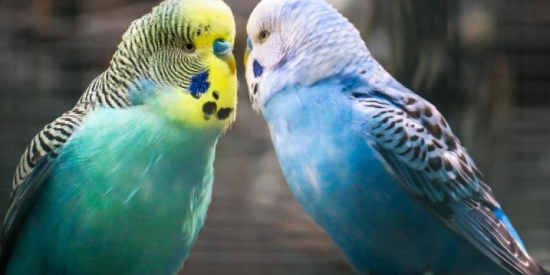 Mascotas que ya no podrás tener en casa