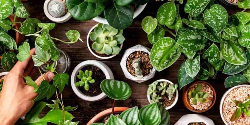 Imagen de varias plantas/Diario de Noticias Muchas plantas alteran la salud y el medio ambiente