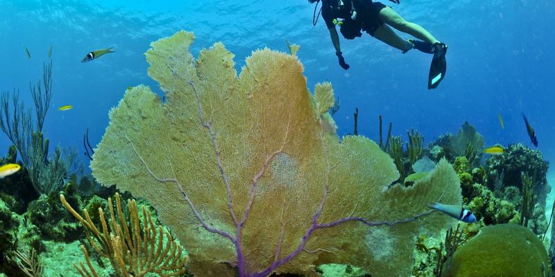El océano se considera un bienestar para la población Buzo en el mar/Pixabay