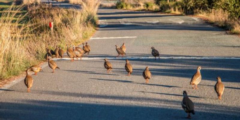 La biodiversidad del lugar se tiene que proteger a pesar de causa huella humana Al construir infraestructuras impactamos en la biodiversidad