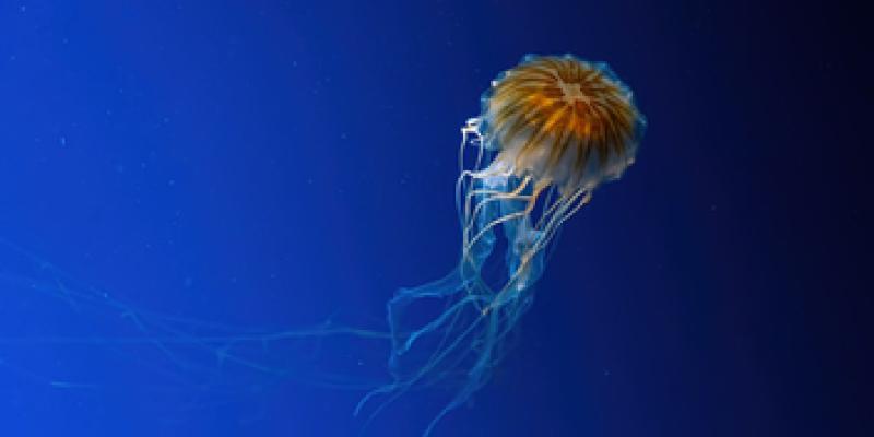 Imagen de una medusa/envatoelements Cómo actuar a la picadura de la medusa Chironex fleckei