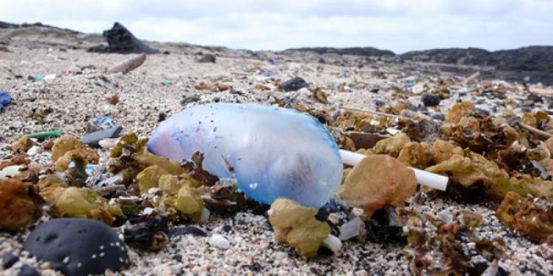 Medusas en costas españolas