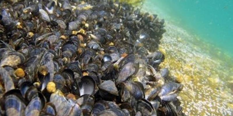 Mejillones en una roca bajo el fondo marino