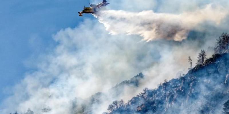 La gestión forestal correcta contribuye con la buena memoria de los árboles para sobrevivir a indencidios/ EFE La memoria adaptativa de los árboles sufre tras los incendios, una gestión forestal correcta contribuye a su mantenimiento