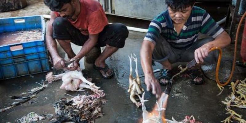 Mercados de animales vivos en India