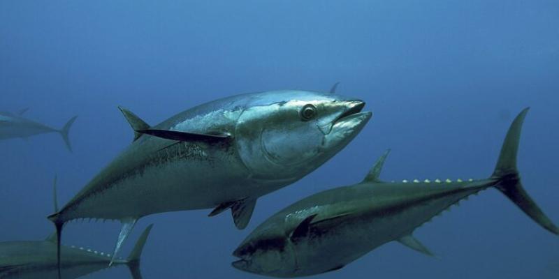 Atún en el océano