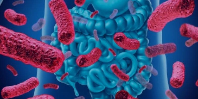 La relación entre la microbiota y la inteligencia - iStock La microbiota y el cerebro
