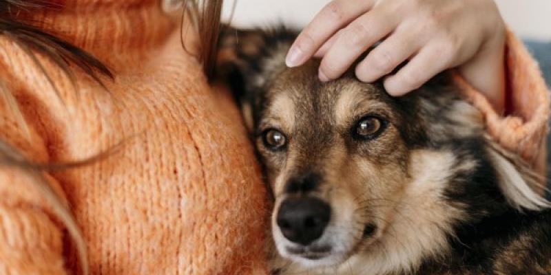 Cuidado de la microbiota intestinal de las mascotas Microbiota intestinal de las mascotas