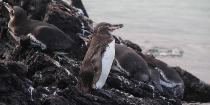 Microplásticos en Galápagos/ Karly McMullen Los pingüinos son los más afectados por los microplásticos