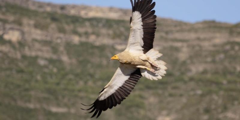 Rapaces | Foto de Erni-Shutterstock-SEO/Birdlife Alimoche común