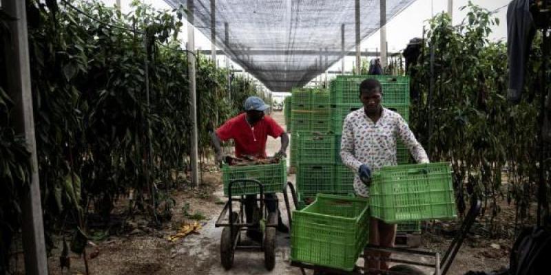 Dos inmigrantes trabajan en un invernadero en la provincia de Almería. / ALBERTO DI LOLLI para EL MUNDO Dos inmigrantes trabajan en un invernadero en la provincia de Almería.