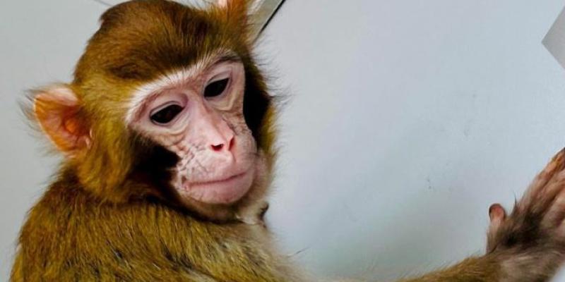 Segundos monos clonados en China con la técnica de Dolly 
