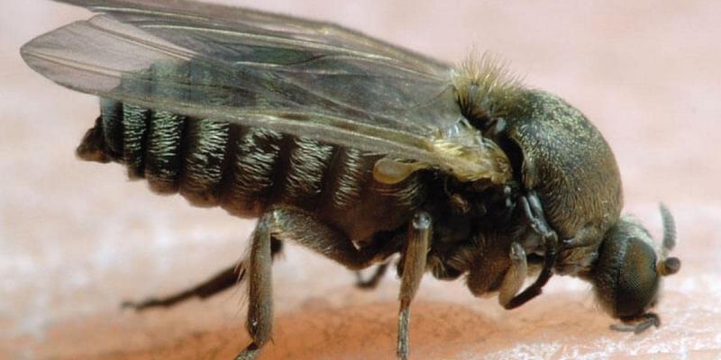 Imagen de una mosca negra/La Vanguardia La ola de calor es una causa de la presencia de la mosca negra