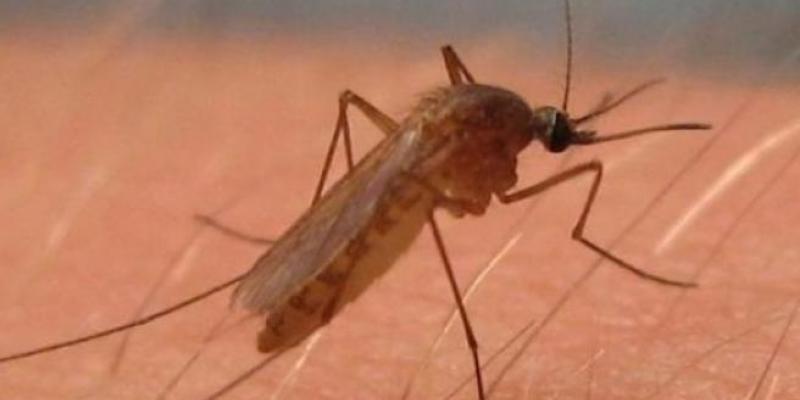 20 Minutos El mosquito con la picadura infecta a las personas