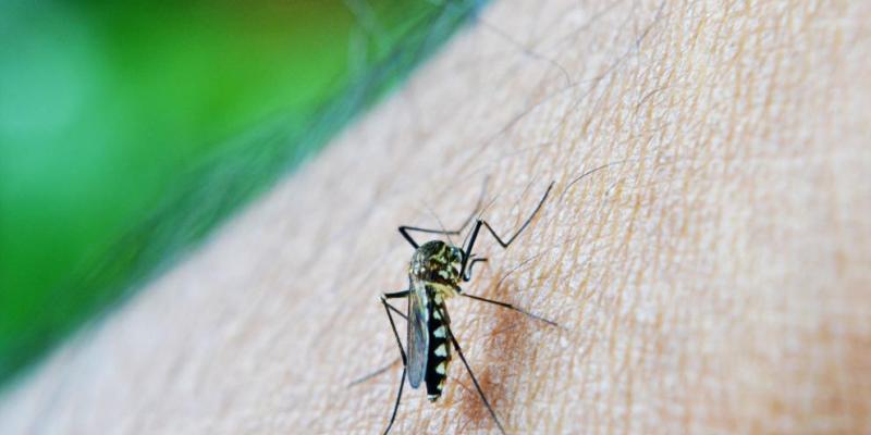 Mosquito Un mosquito picando