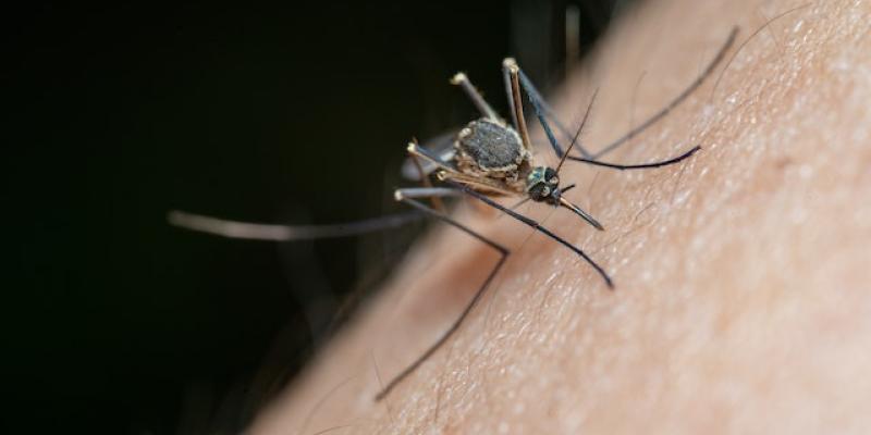 Los mosquitos y sus picaduras 