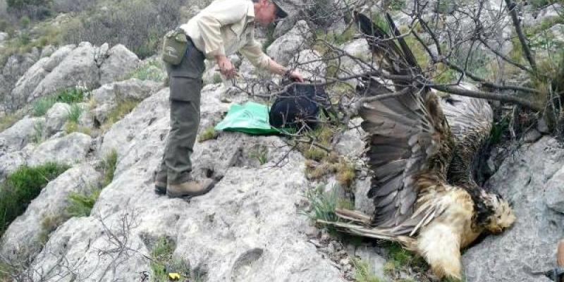 Aves muertas por culpa de las acciones humanas