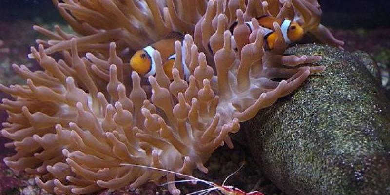 Mundo marino: convenios para impulsar proyectos de divulgación El mundo marino debemos protegerlo desde pequeñitos