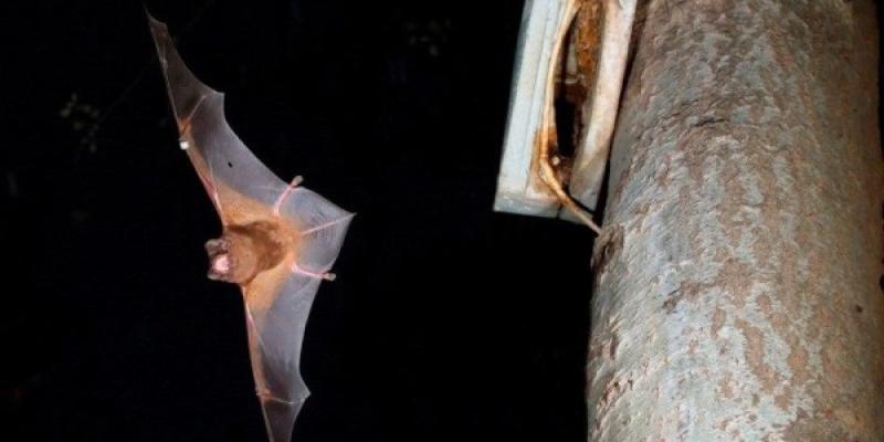 El murciélago más grande de Europa