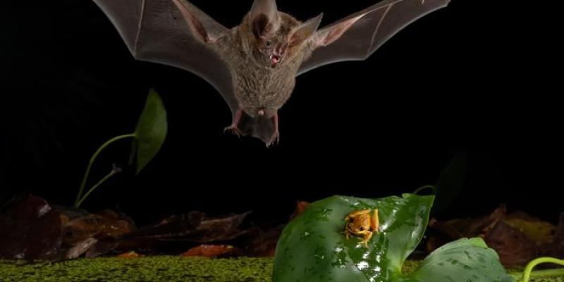 Un murciélago de labios con flecos revolotea sobre una rana en una hoja junto a un estanque