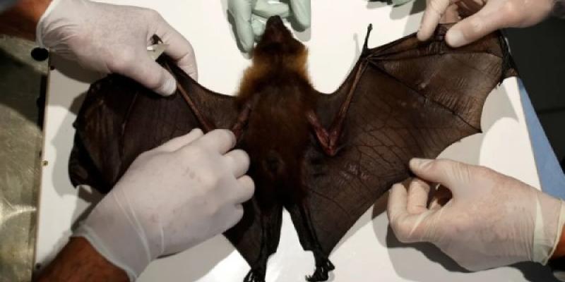 Murciélagos siendo estudiados por la ciencia
