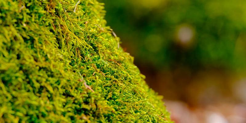 Pixabay Coger musgo está prohibido en España.