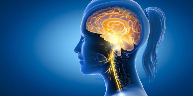Imagen de un cerebro/El Diario Estimular el nervio vago es esencial