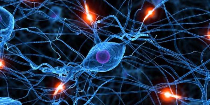 neuronas Sistema de las neuronas