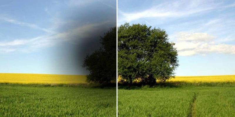 Neuropatía óptica de Leber Imagen de un árbol en dos versiones: con y sin neuropatía óptica de Leber / Imagen de ASANOL
